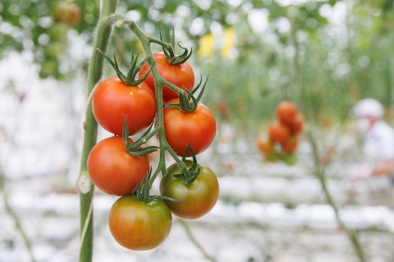 「ワンダーファーム」では、現在十数種類のトマトを育てています