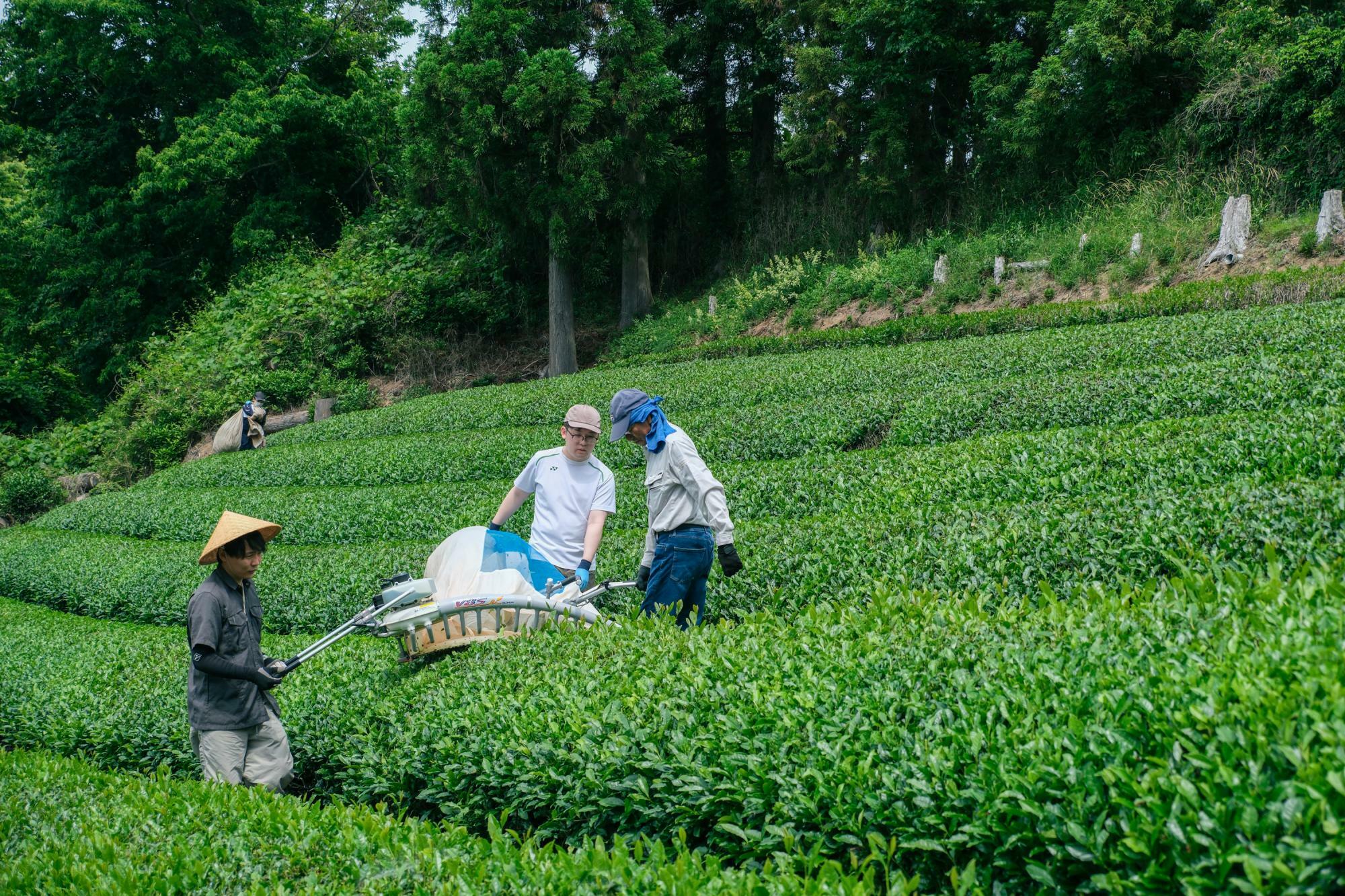 5月末から桃生茶の収穫が始まります