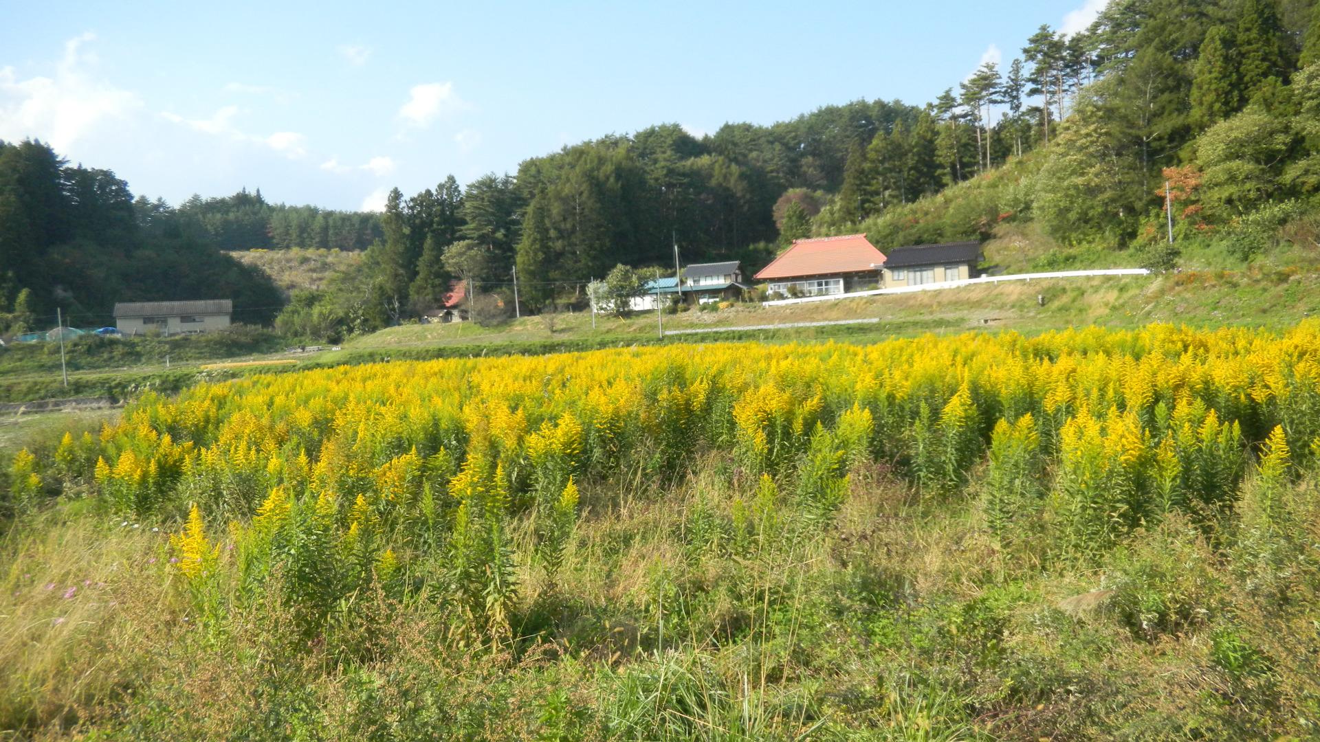 農村 