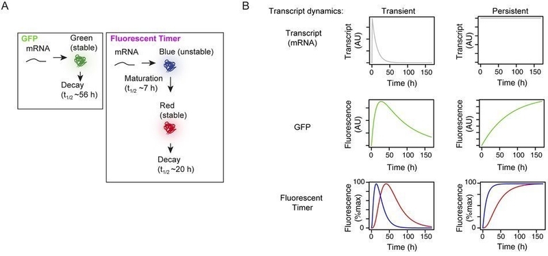 Bending et al, J Cell Biol, 2018より
