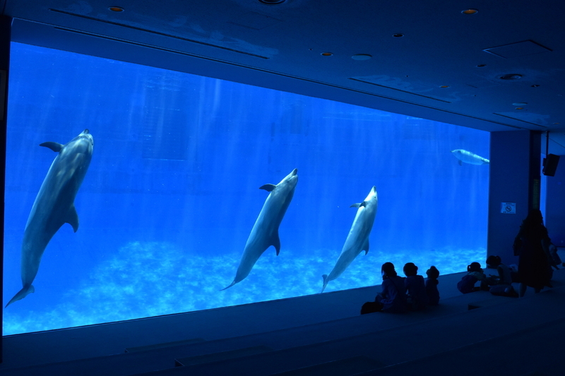 名古屋港水族館は年間約200万人を集める国内最大級の水族館。ららぽーとからは地下鉄で二区間