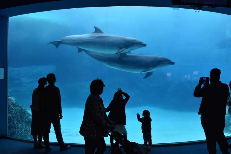 シャチをはじめクジラの仲間たちの飼育展示も目玉。北館から入るとイルカの大水槽にまず目を奪われる