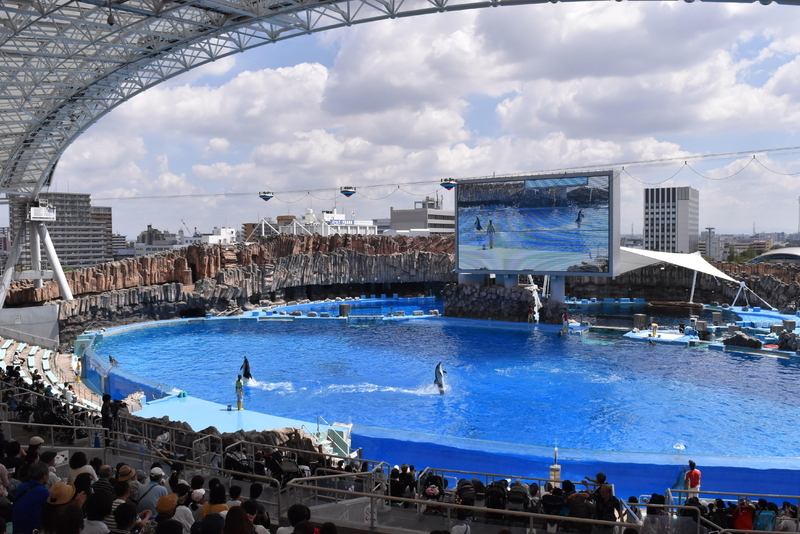 常設の展示ももちろん見ごたえ満点。イルカのパフォーマンスを見られるメインプールは日本最大のスケール
