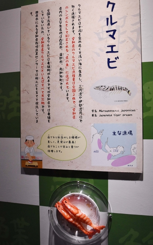 地元・愛知で採れる寿司ネタ魚介も紹介。寿司のサンプルは市内のメーカーに発注したオリジナル。「名古屋港水族館」の名前入りの皿はミュージアムショップで販売も(枚数限定で残りわずか)