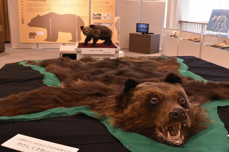 「名古屋の人はヒグマになじみがないのであえて木彫り熊だけでなく毛皮やはく製も合わせて展示しました」と新美さん。古代北海道で使用された熊の爪の装飾品の写真なども展示。規模は大きくないが内容は充実している