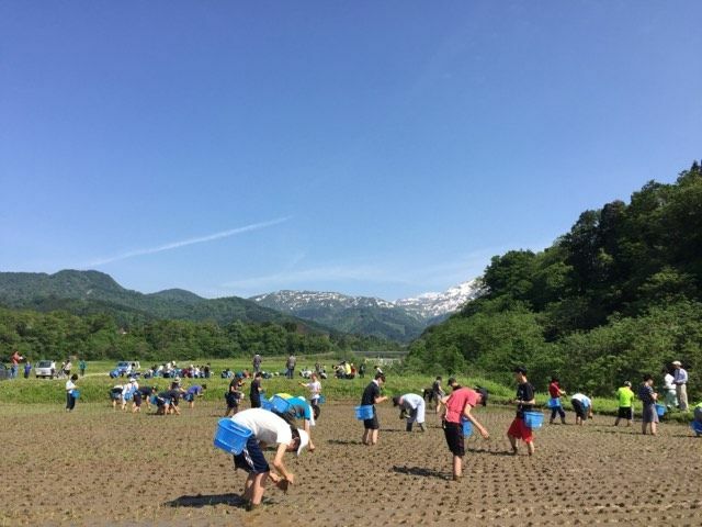 糸魚川農村体験での田植え体験（学校提供）