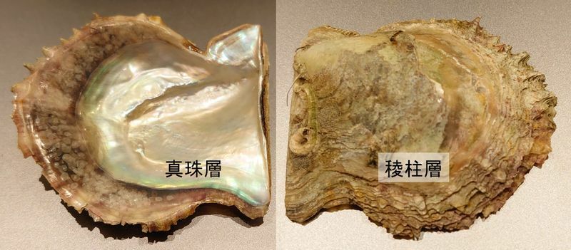 図2 アコヤガイの貝殻。左は内側で銀色に光る部分が真珠層（アラゴナイト）、右は外側で稜柱層（カルサイト）からなる（筆者撮影）