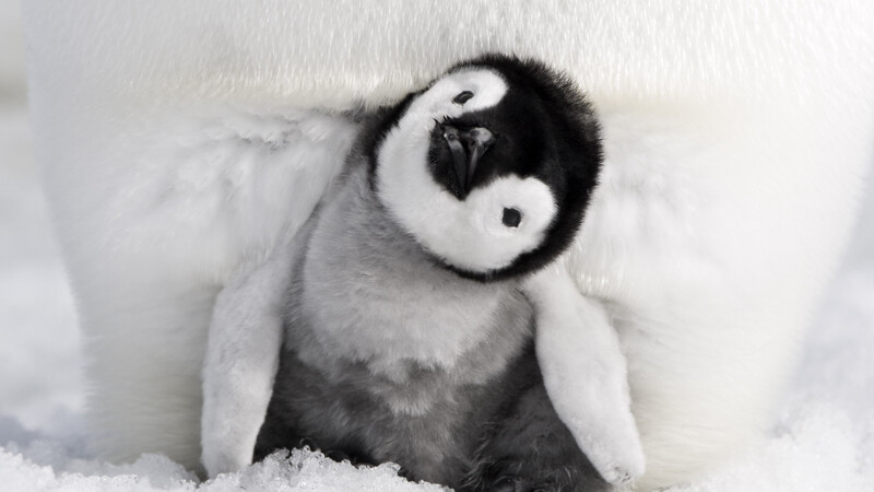 この愛くるしい姿も地球温暖化で消える トランプに真っ向から反論 皇帝ペンギンを追う監督が語る 斉藤博昭 個人 Yahoo ニュース この愛くるしい姿も地球温暖化で消える トランプに真っ向から反論 皇帝ペンギンを追う監督が語る 斉藤博昭 個人 Yahoo ニュース