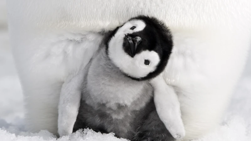 この愛くるしい姿も地球温暖化で消える トランプに真っ向から反論 皇帝ペンギンを追う監督が語る 斉藤博昭 個人 Yahoo ニュース この愛くるしい姿も地球温暖化で消える トランプに真っ向から反論 皇帝ペンギンを追う監督が語る 斉藤博昭 個人 Yahoo ニュース