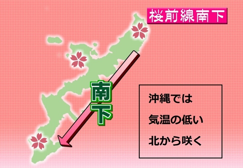 沖縄・桜前線南下
