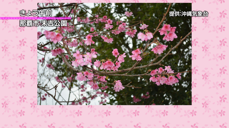 29日桜満開