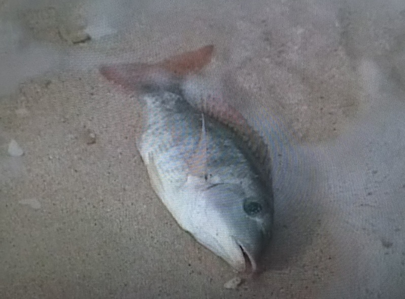 沖縄・宮古島ではあまりの寒さに魚が気絶