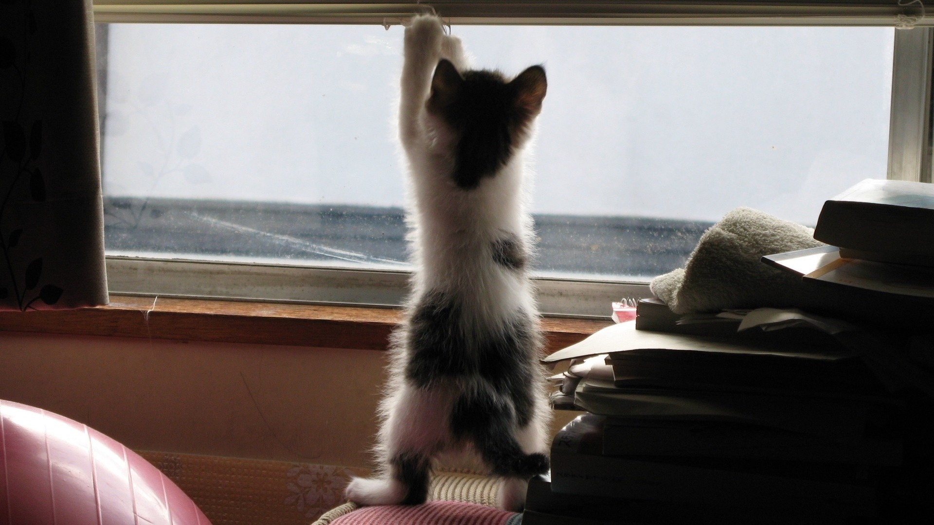 にゃんぱく宣言 猫を外に出してはいけない は実践できる 猫飼育に特化した物件も 櫻井幸雄 個人 Yahoo ニュース