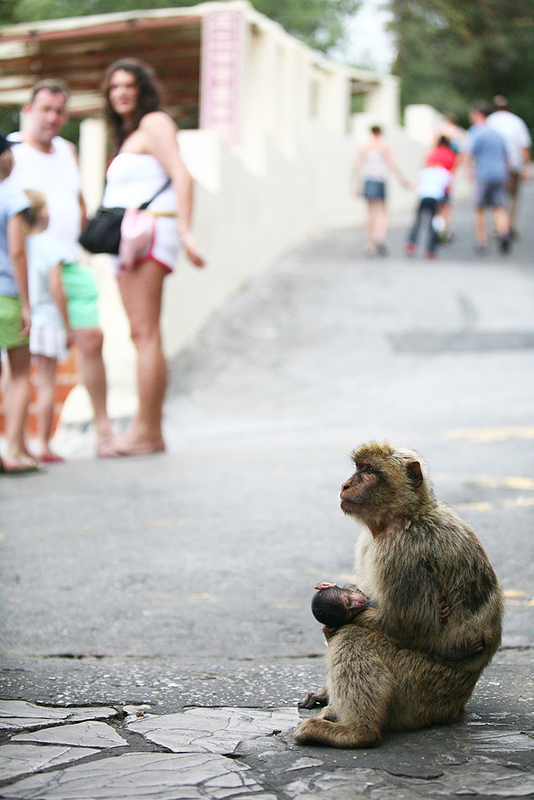 ジブラルタルのあちこちにいるモロッコ出身の野生(や半野良の)猿。観光客や住人を楽しませている。「この猿がいなくなった時、ジブラルタルは英領ではなくなる」という言い伝えがある(写真 Wikipedia)