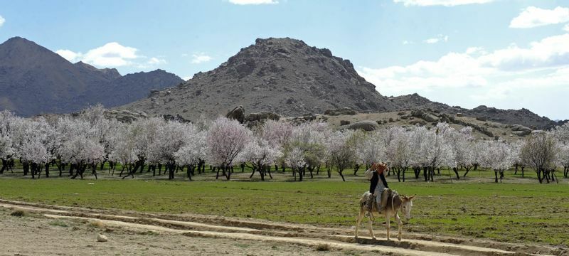 アーモンドの木。Zabul地方にて。アフガニスタンは世界の十指に入るアーモンドの生産地だ。ナッツの栽培が盛んな国である。Wikipediaより。