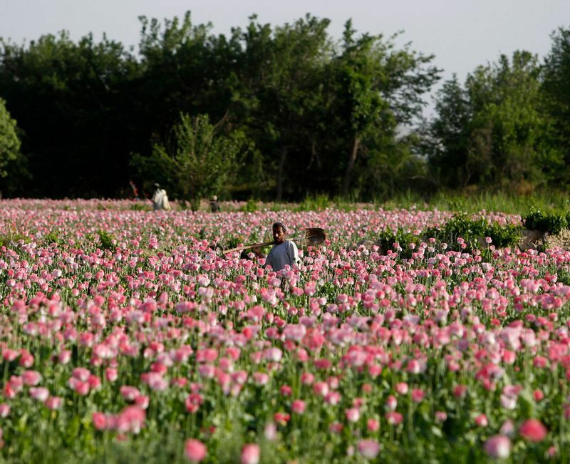 2012年4月、アフガニスタン南部カンダハル州ジャライ地区のケシ畑。