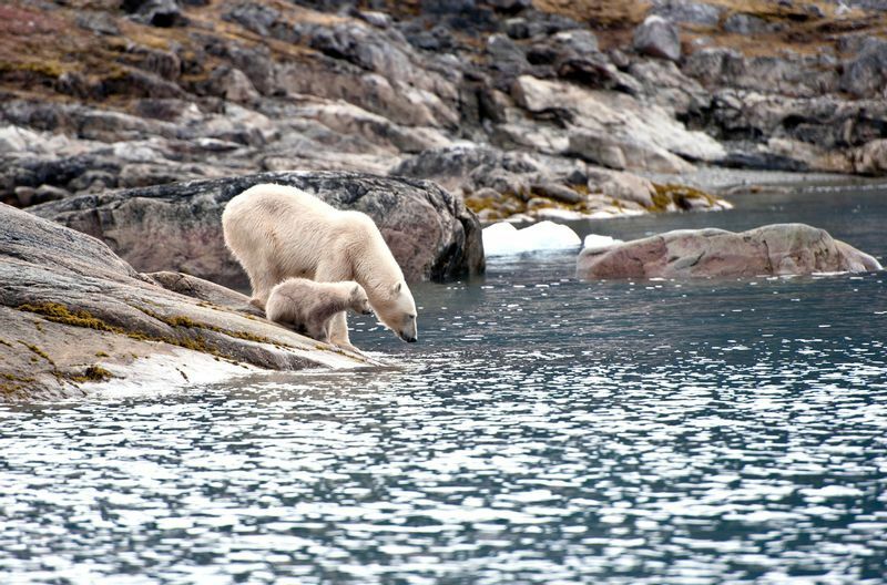 北極熊、北極トナカイ、セイウチなど、野生動物が住む地域である。