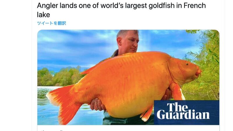 30キロの巨大 金魚 が フランスの湖で釣り上げられる 今井佐緒里 個人 Yahoo ニュース 30キロの巨大 金魚 が フランスの湖で釣り上げられる 今井佐緒里 個人 Yahoo ニュース