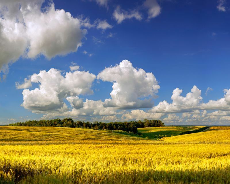 ウクライナの夏の農耕地