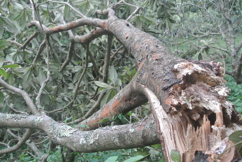 台風15号で倒れたびわの木（画像提供／福原農園）