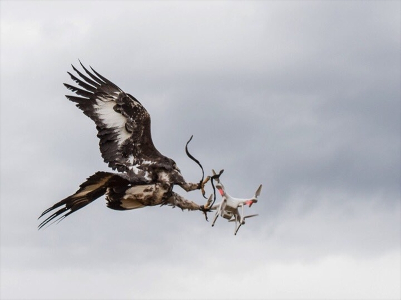 上空でドローンを捕獲する「鳥の王者」鷲