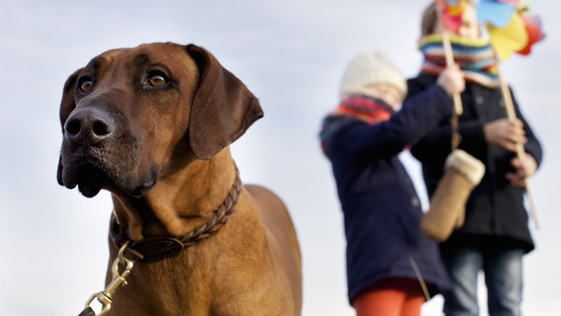オランダ 犬のフンを検知して回収するドローン開発へ 佐藤仁 個人 Yahoo ニュース