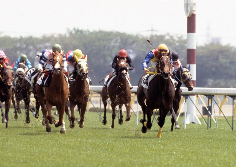 デビュー戦のシンコウエルメス(右から3頭目の赤帽)。良血馬で大きな期待が懸けられていた(写真提供=JRA)