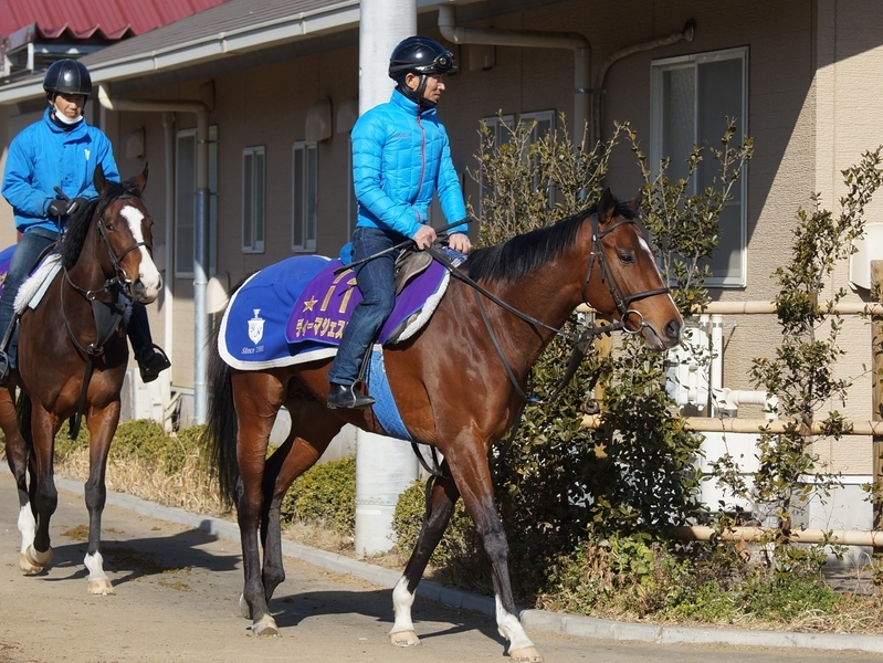 引退、種牡馬入りが発表されたディーマジェスティ。奇跡的につながった血統が更なる広がりをみせることを期待したい