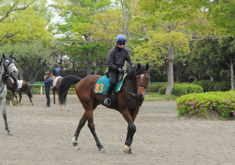 横山典弘を乗せて調教をされているトゥーフェイス