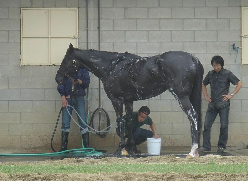 アメリカンオークスに出走した際のシーザリオ。洗い場には馬を張る設備がないため、１人が持って別の１人が洗った