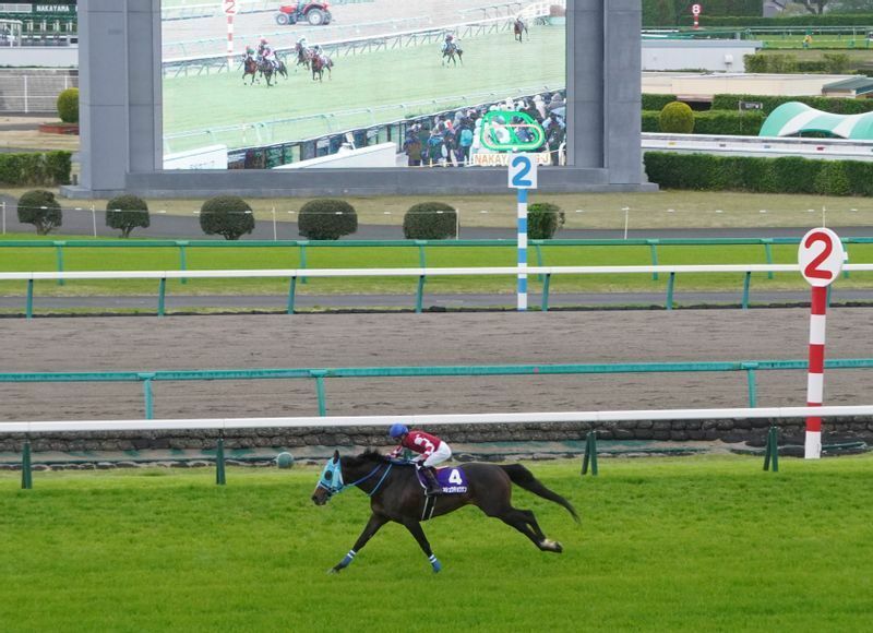 勝ち馬からは大きく離されてのゴールとなったオジュウチョウサンの最後の直線。この後、骨折が判明した