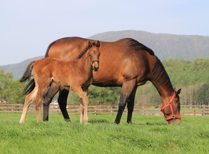 2019年、生まれたばかりのエピファネイアの牡馬と母のエナチャン（前谷氏提供写真）