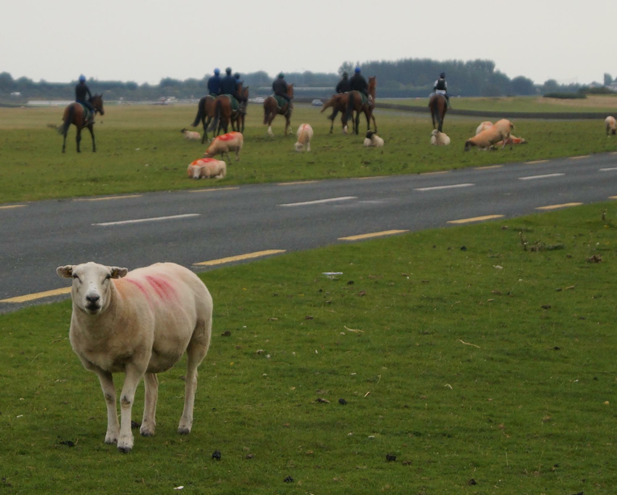 ラチなどなく、羊はゴロゴロしているアイルランドの調教場