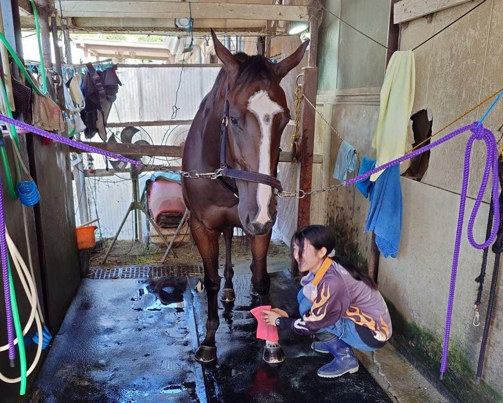 大内紗南厩務員の仕事姿（写真提供＝松浦聡志調教師）