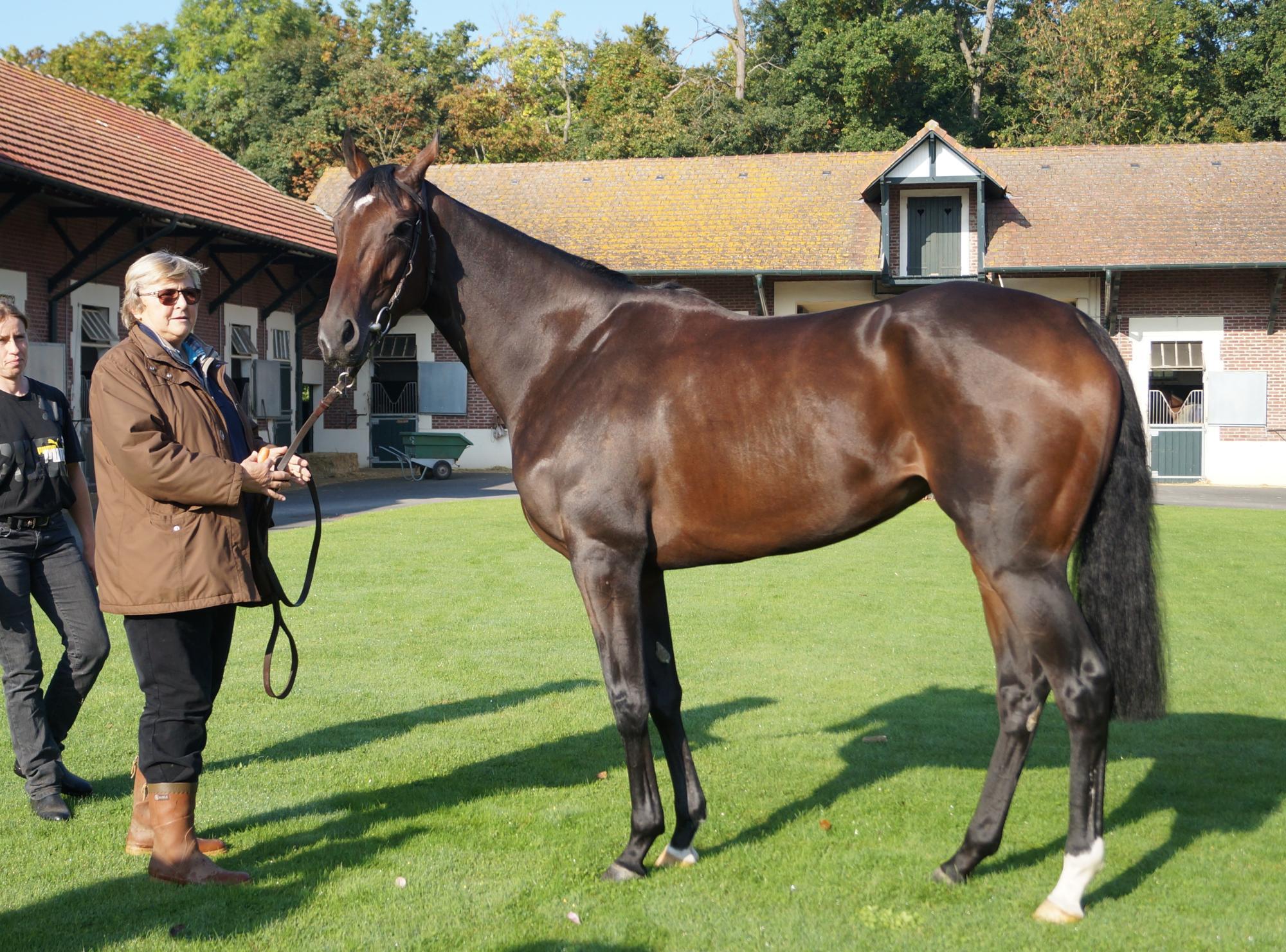 ①◆　競馬　JRA　◆　オルフェーヴル　◆　凱旋門賞　◆ストラップ　ボールペン◆ JCに凱旋門賞馬ソレミア参戦か？オルフェーヴルも出走へ向け調整
