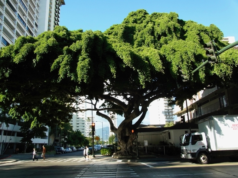 街の一角にも巨木が存在している　撮影／Yutaka Miura 