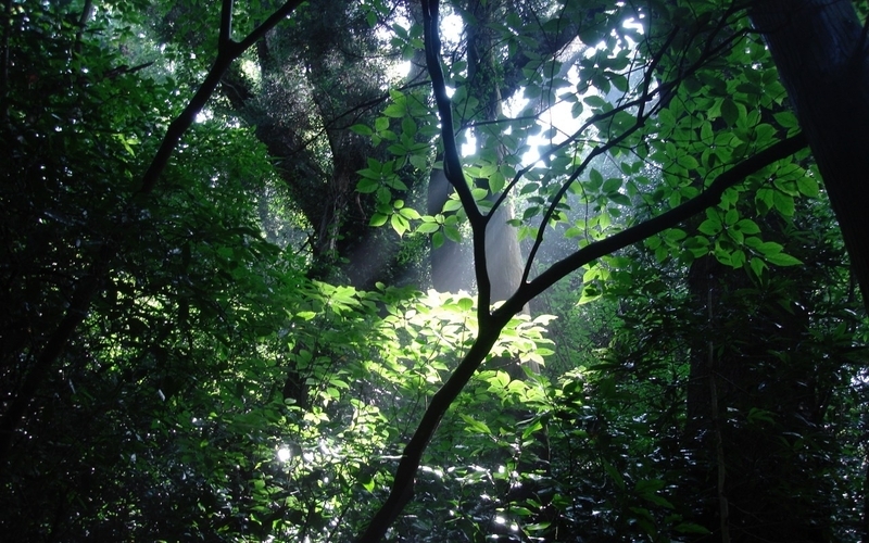 日本中、木が茂み続けている　撮影／Yutaka Miura 