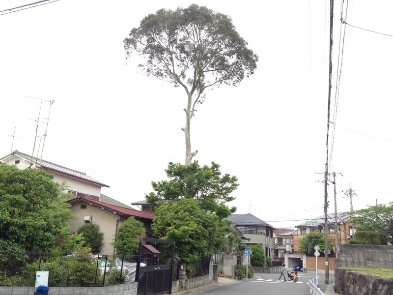 どんな場所でも木は成長しようとしている　撮影／Yutaka Miura 