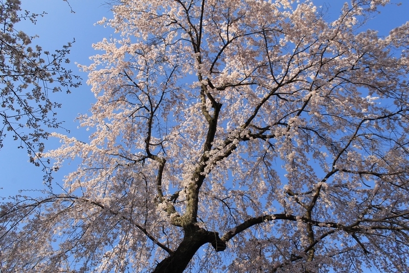 見事な花を咲かせるサクラにも生き抜く知恵がある 撮影/Yutaka Miura