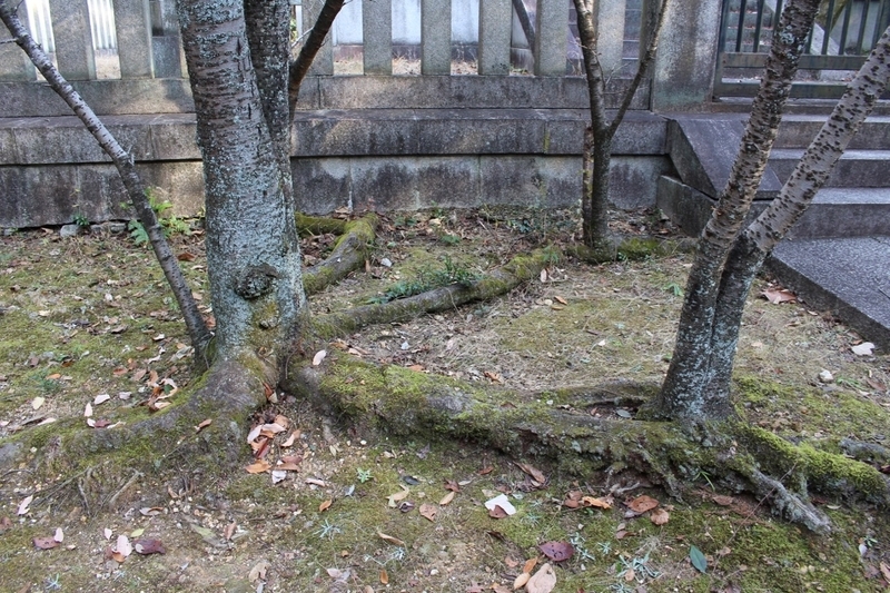 浅く根をはって、徐々に移動をしていくサクラ　撮影／Yutaka Miura 