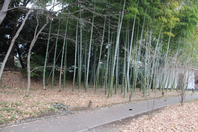 よく見かける群生するタケの光景は実は一個体　撮影／Yutaka Miura 