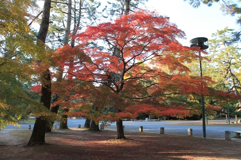 木漏れ日が好きなモミジ。横に伸びていく姿と葉の色が美しい　撮影／Yutaka Miura 