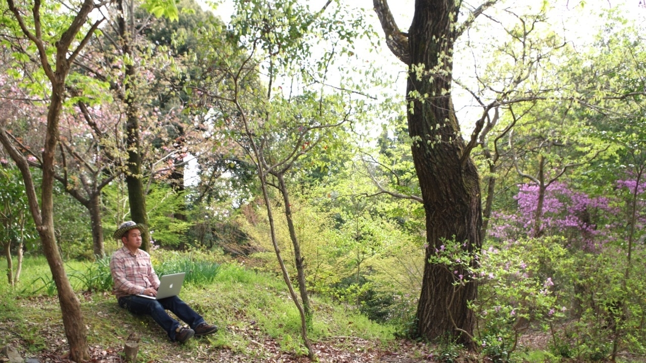 サクラは移動するし モミジはあえて二番手を狙う 森の案内人が明かす木々の秘密 佐藤智子 個人 Yahoo ニュース