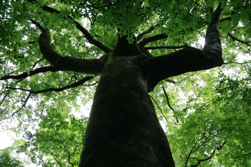 「木は生き物としてもすごく優れている」と三浦豊さん撮影／Yutaka Miura
