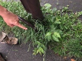 足下の植物にも視線がいくようになる　撮影／佐藤智子