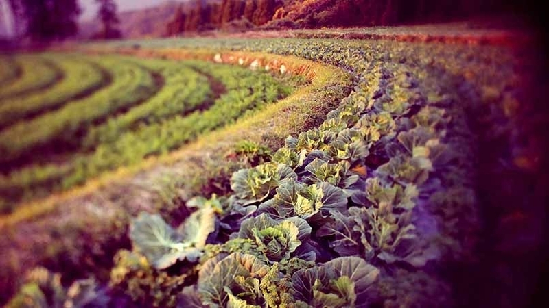 野菜ってこんなにも美しかったんだと思わずにはいられないオオタ監督が手がける映像美（写真提供／いただきます事務局）