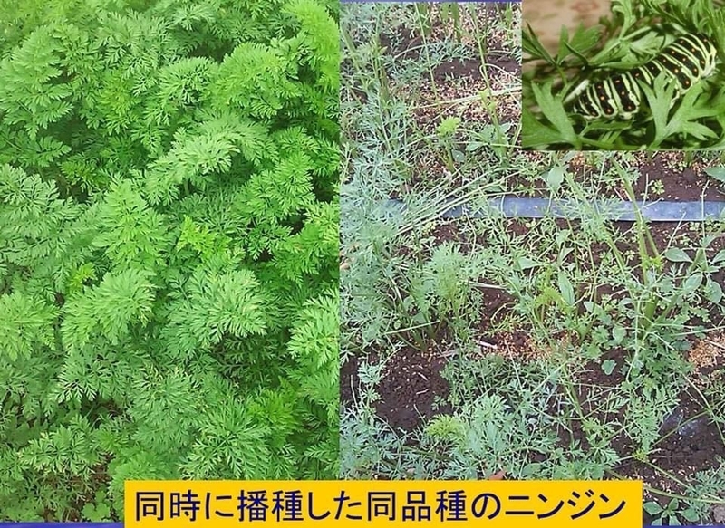 虫がつかないニンジンと、虫がつくニンジンの違いは、土にあった(撮影/長崎新聞社 尋木章弘)