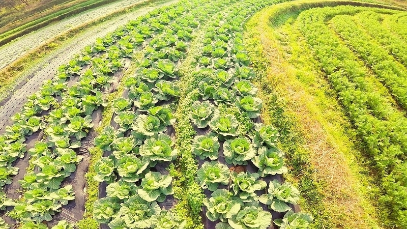 虫はまずい野菜につく 退職金使い果たした有機野菜農家がたどり着いた驚愕の答え 佐藤智子 個人 Yahoo ニュース