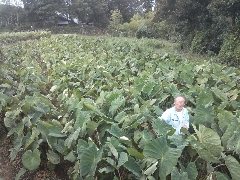 吉田さんの育てる野菜は見るからに元気いっぱい(写真提供/吉田俊道)