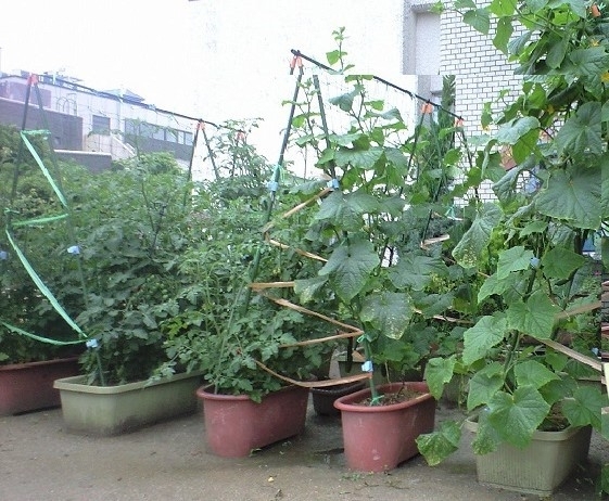 プランターでこんなにも大きく元気な野菜が育てられる（写真提供／吉田俊道）